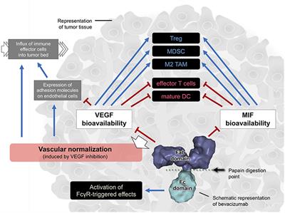 Exploring the Immunological Mechanisms Underlying the Anti-vascular Endothelial Growth Factor Activity in Tumors